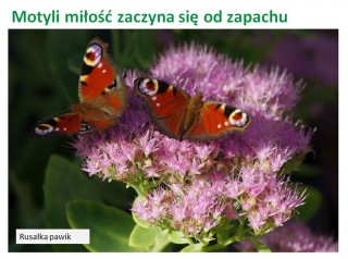 Wolny jak motyl motyle na kwitaku